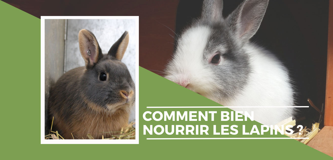 Comment Bien Nourrir Ses Lapins